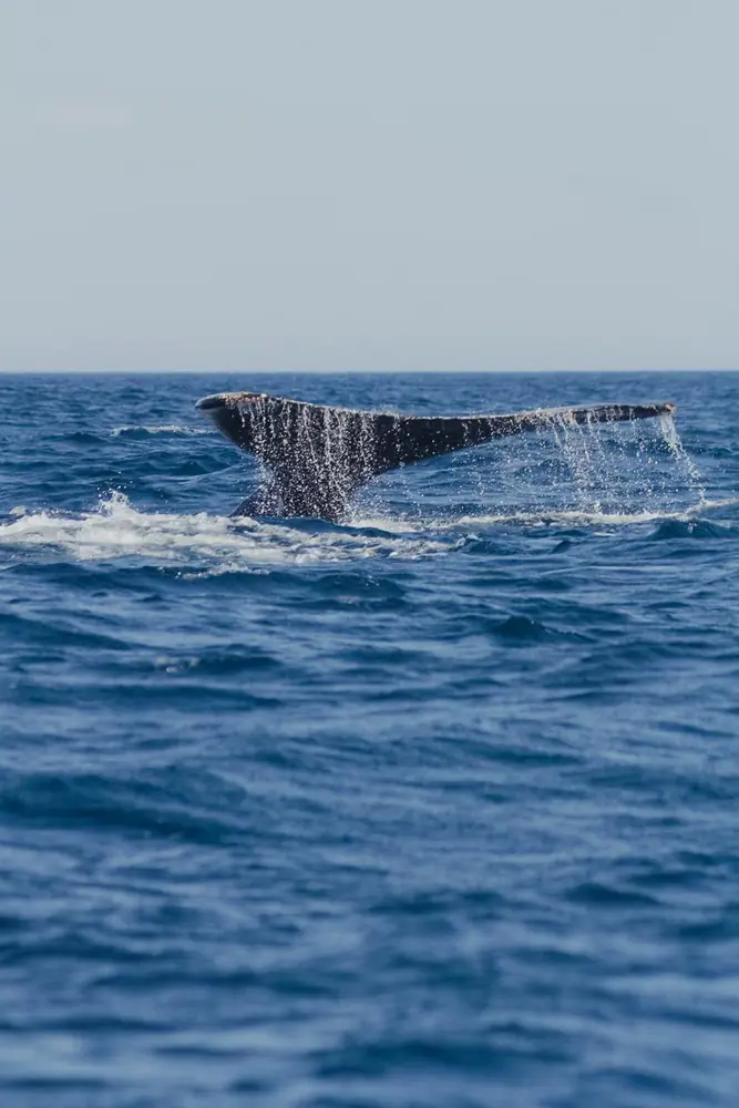 Cauda da baleia escorrendo água no mar azul